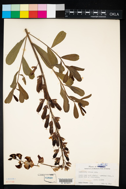 Crotalaria retusa image