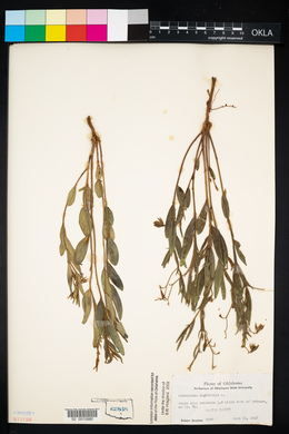 Crotalaria sagittalis image