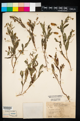 Crotalaria sagittalis image