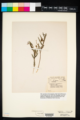 Crotalaria sagittalis image