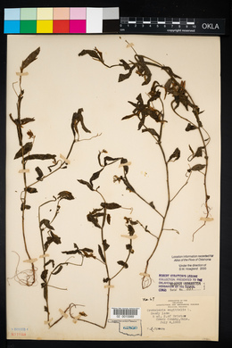 Crotalaria sagittalis image