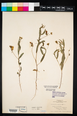 Crotalaria sagittalis image