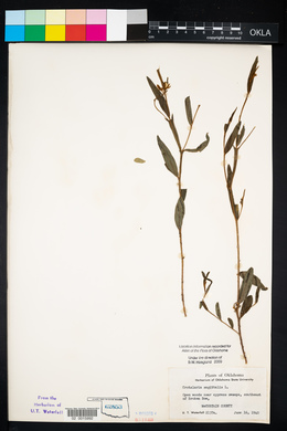 Crotalaria sagittalis image