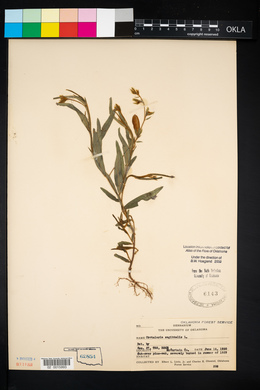 Crotalaria sagittalis image