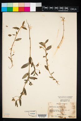 Crotalaria sagittalis image