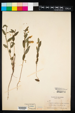 Crotalaria sagittalis image