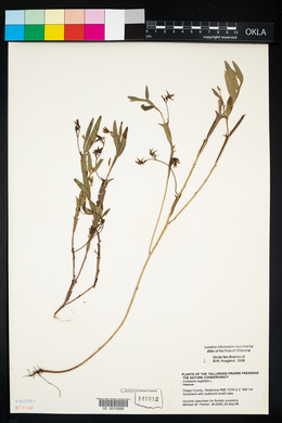 Crotalaria sagittalis image