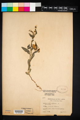 Crotalaria sagittalis image