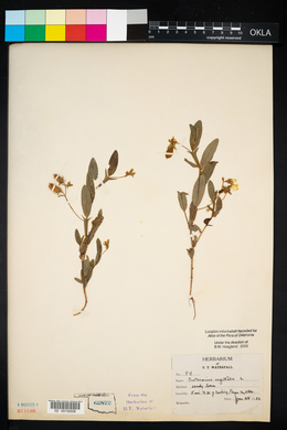 Crotalaria sagittalis image