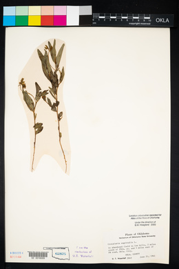 Crotalaria sagittalis image