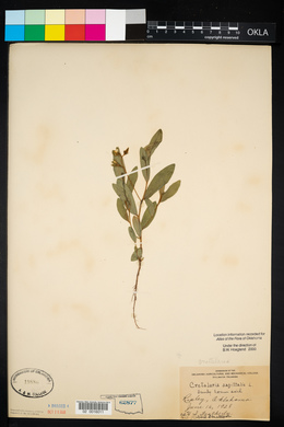 Crotalaria sagittalis image