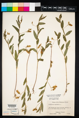 Crotalaria sagittalis image