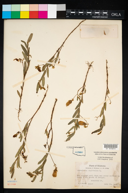 Crotalaria sagittalis image