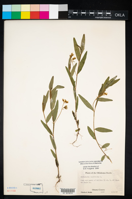 Crotalaria sagittalis image