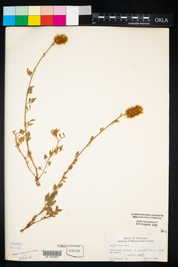 Dalea aurea image