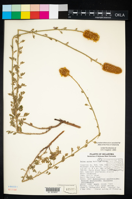 Dalea aurea image