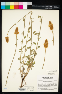 Dalea aurea image