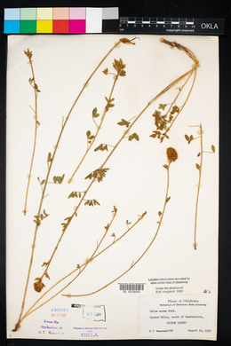 Dalea aurea image