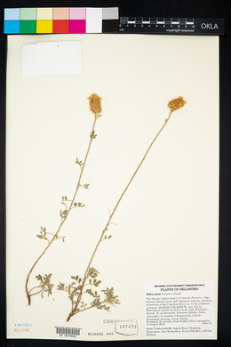 Dalea aurea image