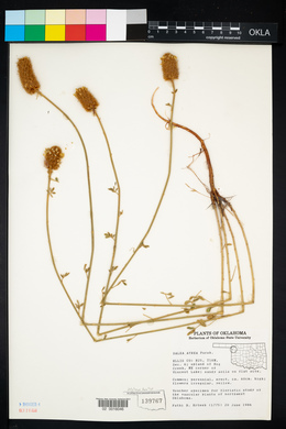 Dalea aurea image