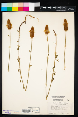 Dalea aurea image