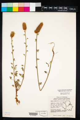 Dalea aurea image