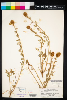 Dalea aurea image