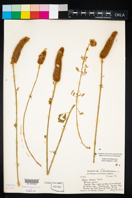 Dalea aurea image