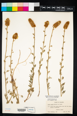 Dalea aurea image