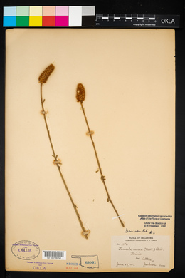 Dalea aurea image