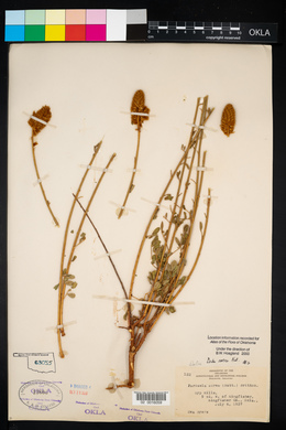 Dalea aurea image