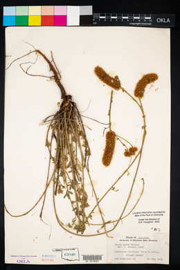 Dalea aurea image