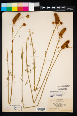 Dalea aurea image