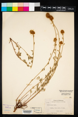 Dalea aurea image