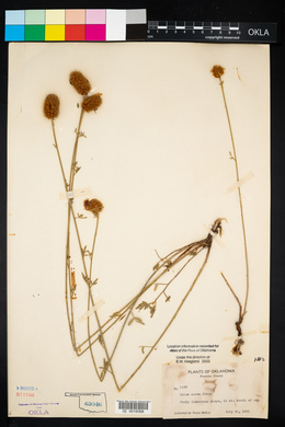 Dalea aurea image