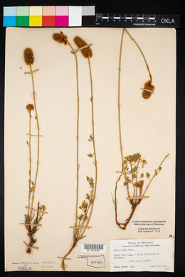 Dalea aurea image