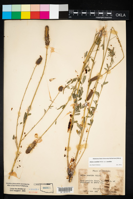 Dalea candida var. candida image