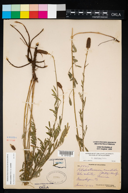 Dalea candida var. candida image