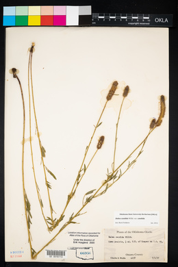 Dalea candida var. candida image