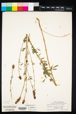 Dalea candida var. candida image