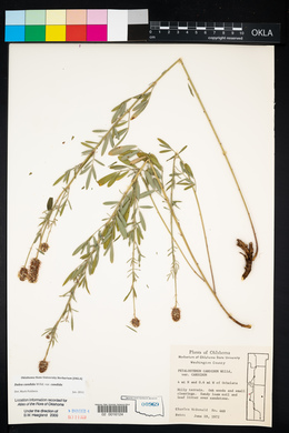 Dalea candida var. candida image