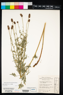 Dalea candida var. candida image