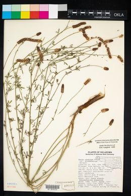 Dalea candida var. oligophylla image