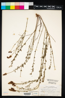 Dalea candida var. oligophylla image