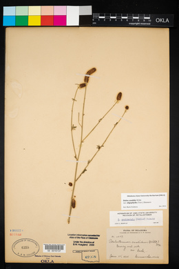 Dalea candida var. oligophylla image