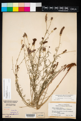 Dalea candida var. oligophylla image