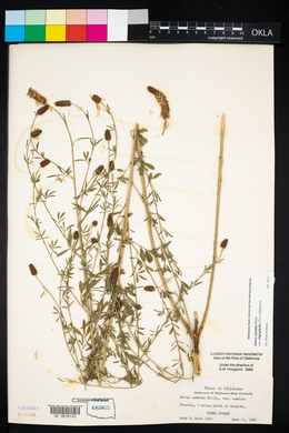 Dalea candida var. oligophylla image