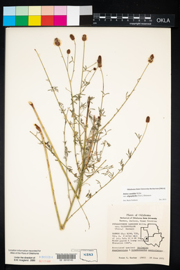 Dalea candida var. oligophylla image