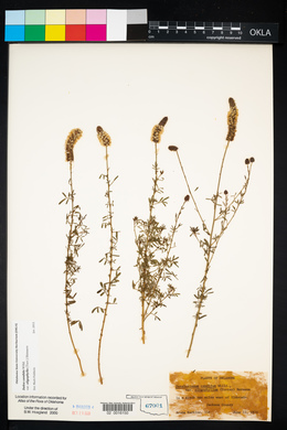 Dalea candida var. oligophylla image