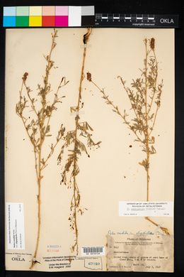 Dalea candida var. oligophylla image